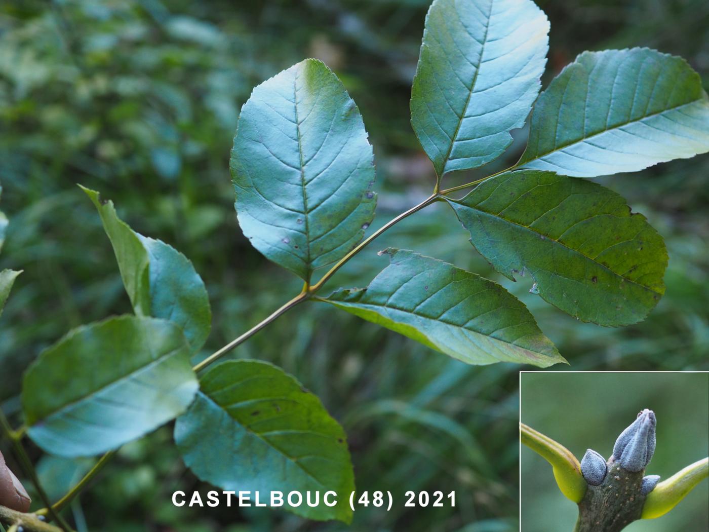 Ash, Narrow-leaved leaf